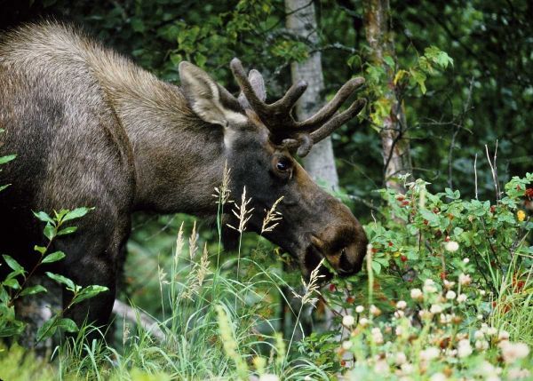 Alaska, Icy Bay Bull moose grazing in the woods